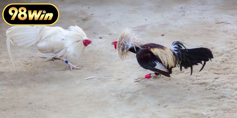 Các phương thức thi đấu kê chiến đặc sắc