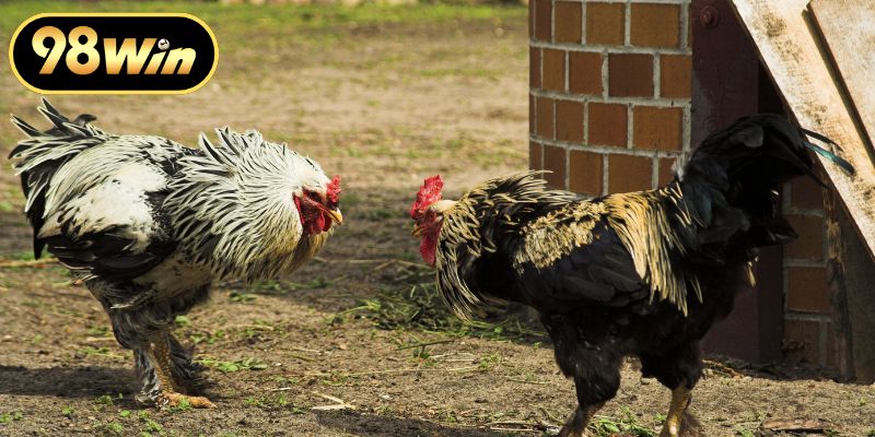 Bí quyết giúp người xem luôn giành được ưu thế