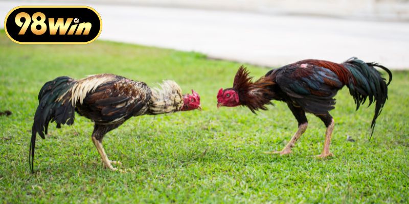 Chiến thuật sử dụng màu sắc phong thủy