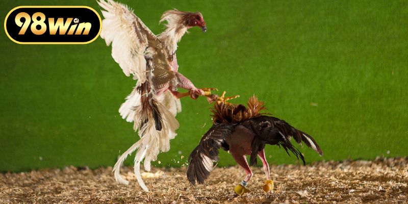 Đá Gà Campuchia Trực Tiếp Xem Thomo Hôm Nay Siêu Nét