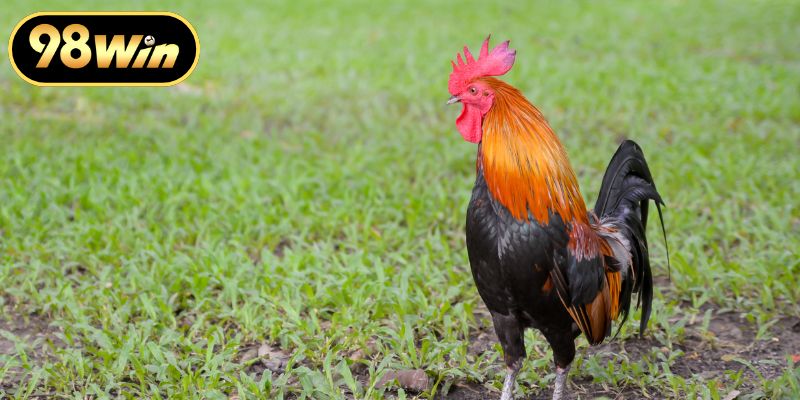 Đá Gà Truyền Thống Và Những Giá Trị Văn Hóa Bất Tận