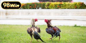 Gà Mỹ Đá Cựa Sắt Và Bí Quyết Chọn Chiến Kê Bất Bại