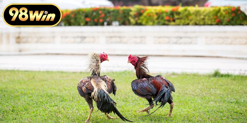 Gà Mỹ Đá Cựa Sắt Và Bí Quyết Chọn Chiến Kê Bất Bại