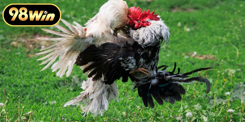 Kinh nghiệm nhận diện chiến kê có tố chất