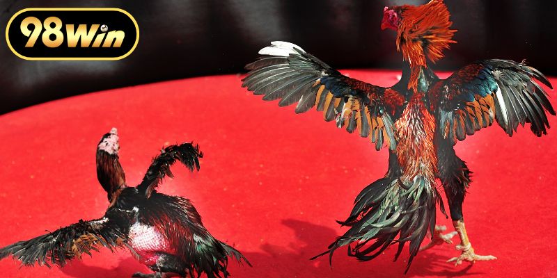 Lợi ích từ việc theo dõi chọi gà trực tuyến