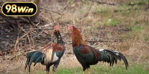 Màu Mạng Gà Đá Và Bí Quyết Xem Phong Thủy Kê Chiến