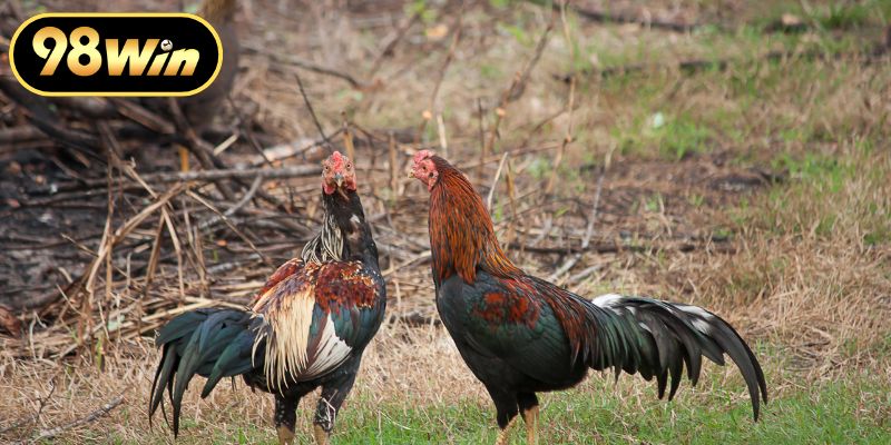 Màu Mạng Gà Đá Và Bí Quyết Xem Phong Thủy Kê Chiến