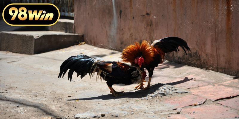 Nghệ thuật huấn luyện gà chiến đạt phong độ cao