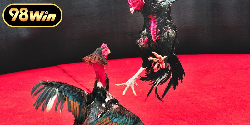 Nguồn gốc lâu đời của đá gà truyền thống Việt