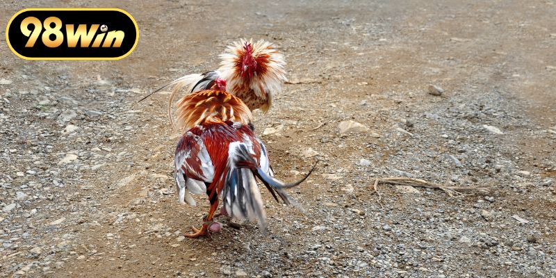 Tìm hiểu sâu về màu mạng gà đá ngũ hành