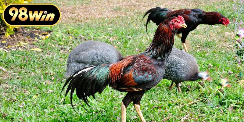 Tìm hiểu sức hút từ trực tiếp đá gà Thomo kinh điển