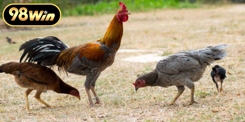 Tổ chức giải đấu chuyên nghiệp và công bằng