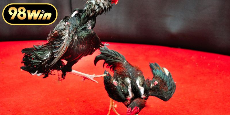 Trải nghiệm những giá trị cá cược đá gà 98WIN độc đáo nhất