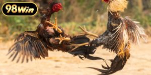 Trực Tiếp Đá Gà Thomo Đỉnh Cao Tại Các Đấu Trường Campuchia