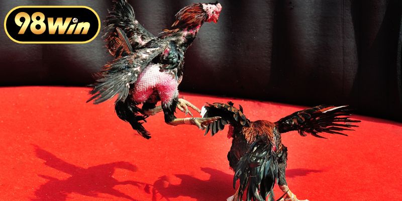 Ứng dụng phong thủy vào trận chiến kê