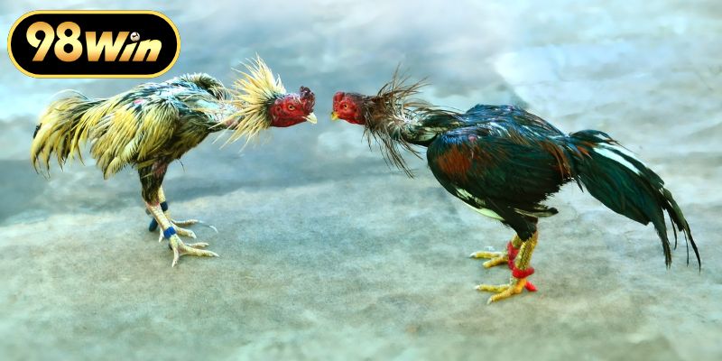 Vẻ đẹp kịch tính của đá gà Campuchia trực tiếp